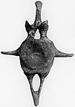 Ankylosaurus tail vertebra.jpg