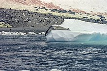 A leopard seal on an iceberg, with penguins in the background. Antarctic, Leopard Seal (js) 33.jpg