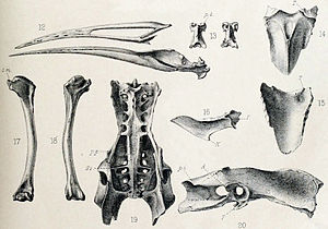 Aphanapteryx Bonasia: Tassonomia, Descrizione, Biologia