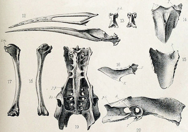 Adittional subfossils, 1893