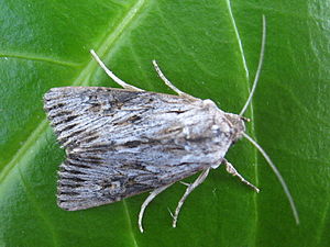 Aporophyla australis.jpg