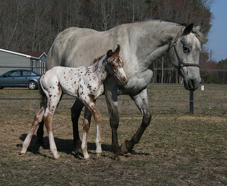 File:Appaloosa mare with foal.jpg