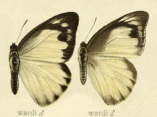 <i>Appias wardii</i> Species of butterfly