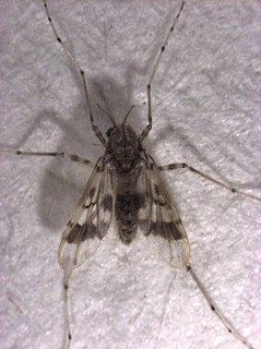 <i>Apsectrotanypus</i> Genus of flies