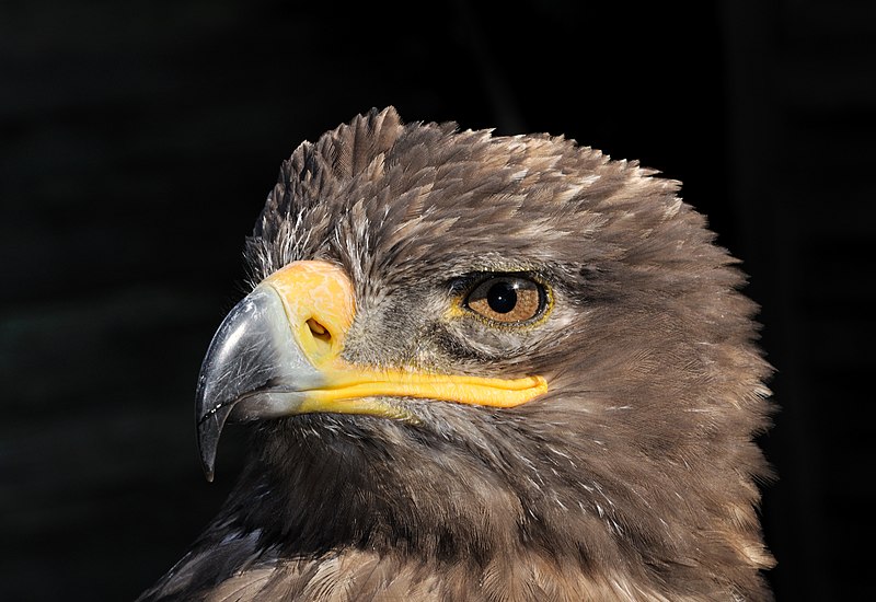 File:Aquila nipalensis orientalis qtl1.jpg