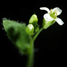 Flower of A. thaliana. Arabidopsis thaliana-flower.jpg