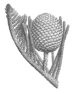 Description de l'image Araucaria subulata.jpg.