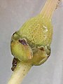 Detailný pohľad na vydutý semenník a ryhovanú čnelku. Na obrázku vidno aj zvyšky kalichu (okvetné lístky boli odstránené)