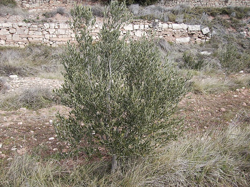 File:Arbequina Mallola72 12 febrer 2006 072.jpg