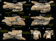 Cervical vertebra (specimen AMNH FARB 21786) in multiple views Archaeornithomimus cervical vertebra.PNG