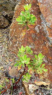 <i>Arctostaphylos parryana</i> species of plant