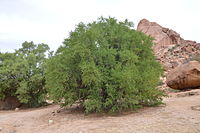 Argaaniapuu Marokos 2.JPG