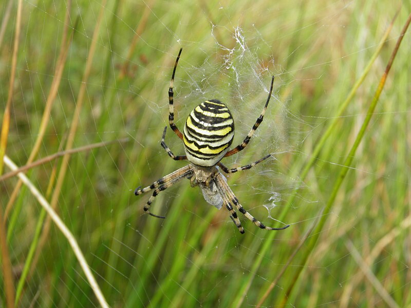 File:Argiope bruennichi - Middlebere - 52615190305.jpg