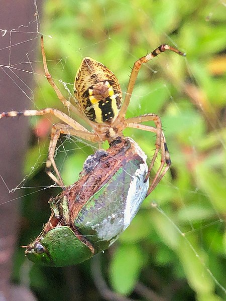 File:Argiope bruennichi catching the chafer - 1.jpg