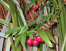 Aristotelia peduncularis - Heart Berry (2077558040) фрагмент.jpg