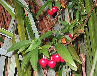 <i>Aristotelia peduncularis</i> Species of flowering plant