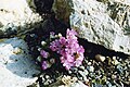 Armeria juniperifolia 'Bevan's Variety'