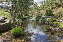 Arroyo del Aguilón, afluente del Lozoya