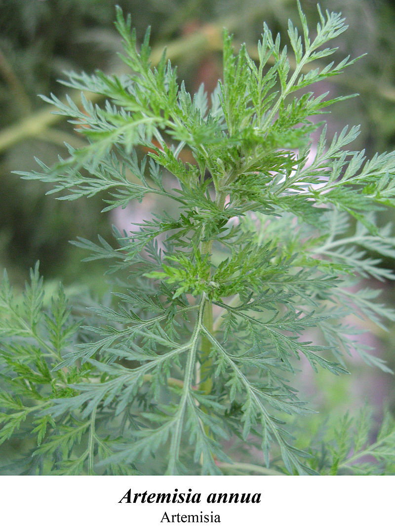 Artemisia annua - Wiktionary, the free dictionary