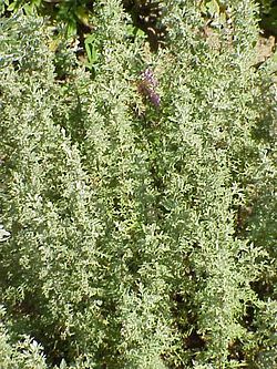 Artemisia pontica0.jpg