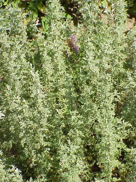 File:Artemisia pontica0.jpg