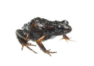 <span class="mw-page-title-main">Landdros moss frog</span> Species of amphibian