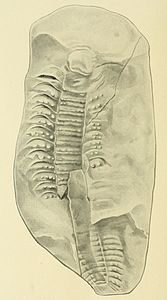 Arthropleure 1914.jpg