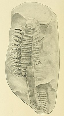 Arthropleura armata