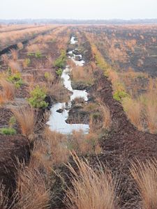 Aschener Moor near Lindloge