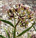 Vorschaubild für Asclepias asperula