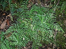 Asplenium hookerianum leonperrie cc-by.jpg