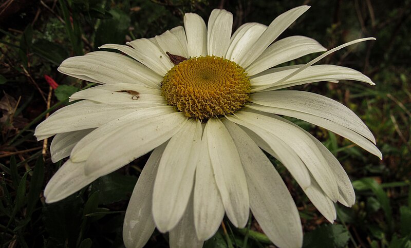 File:Asteraceae in Venezuela.jpg