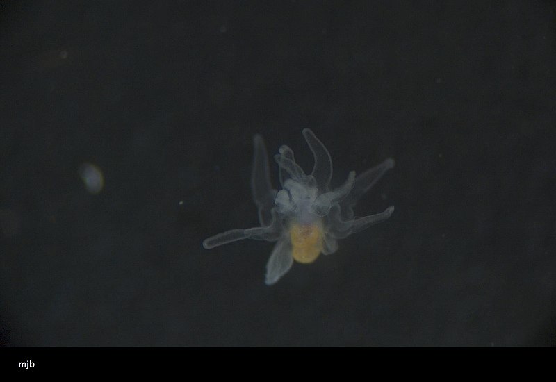 File:Asteroidea (USNM 1449049) 004.jpeg