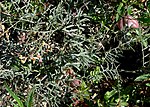 Miniatura para Astragalus aequalis
