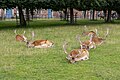 * Nomination Deer at Dunham Massey --Mike Peel 21:20, 2 August 2023 (UTC) * Promotion  Support Good quality. --Fabian Roudra Baroi 05:47, 3 August 2023 (UTC)