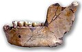 Mándibula Ternifine III, un H. erectus de más de 700 000 años. Se encontró casi intacta.