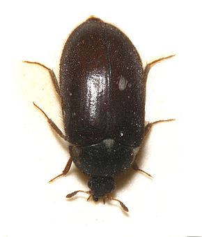 Descrierea imaginii Attagenus.pellio.jpg.