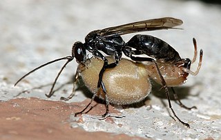 <i>Auplopus carbonarius</i> Species of wasp