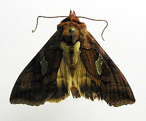 Autographa excelsa.jpg