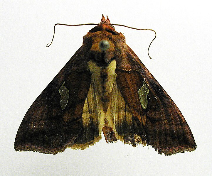 File:Autographa excelsa.jpg