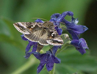 <i>Autographa pseudogamma</i> Species of moth