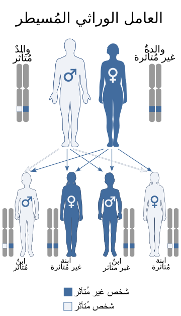 File:Autosomal dominant - ar.svg