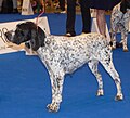 Auvergne Pointer