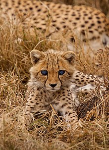 A cheetah kitten Baby Cheetah - Marko Dimitrijevic.jpg