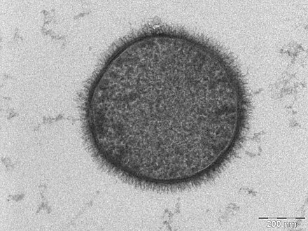 A section of a cell of Bacillus subtilis, taken with a Tecnai T-12 TEM. The scale bar is 200 nm.