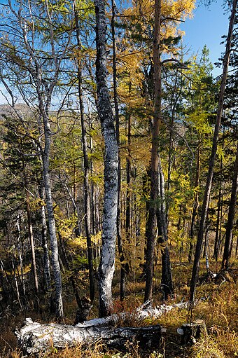 Boreal forest near Lake Baikal in Russia
