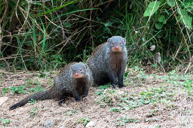 File:Banded Mongooses (3463729211).jpg