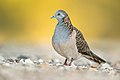 Bar-shouldered Dove, Woy Woy, New South Wales, Australia