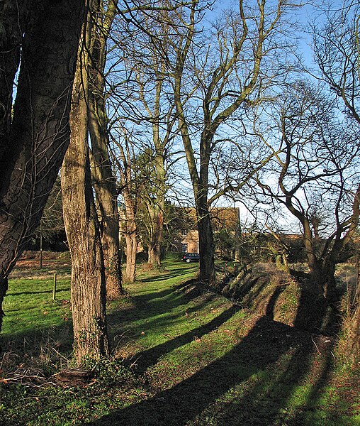 File:Barton, fine trees and deep shadows - geograph.org.uk - 3833655.jpg