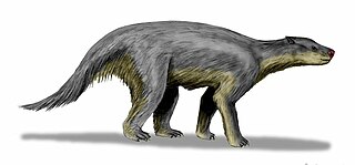 Pantodonta Extinct suborder of mammals
